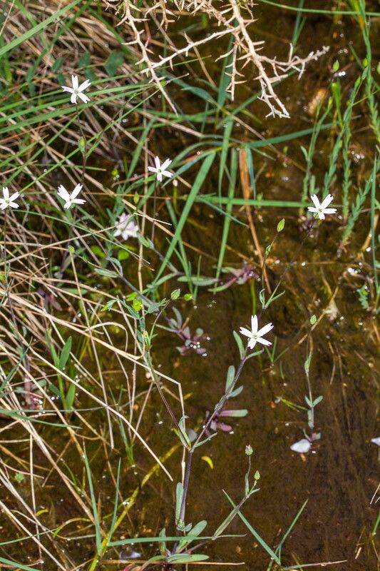 Eudianthe laeta — related species from the same genus