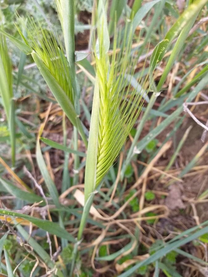 Hordeum murinum flower