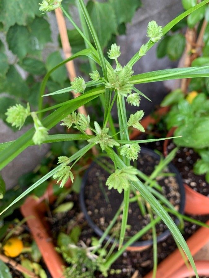 Cyperus difformis leaf