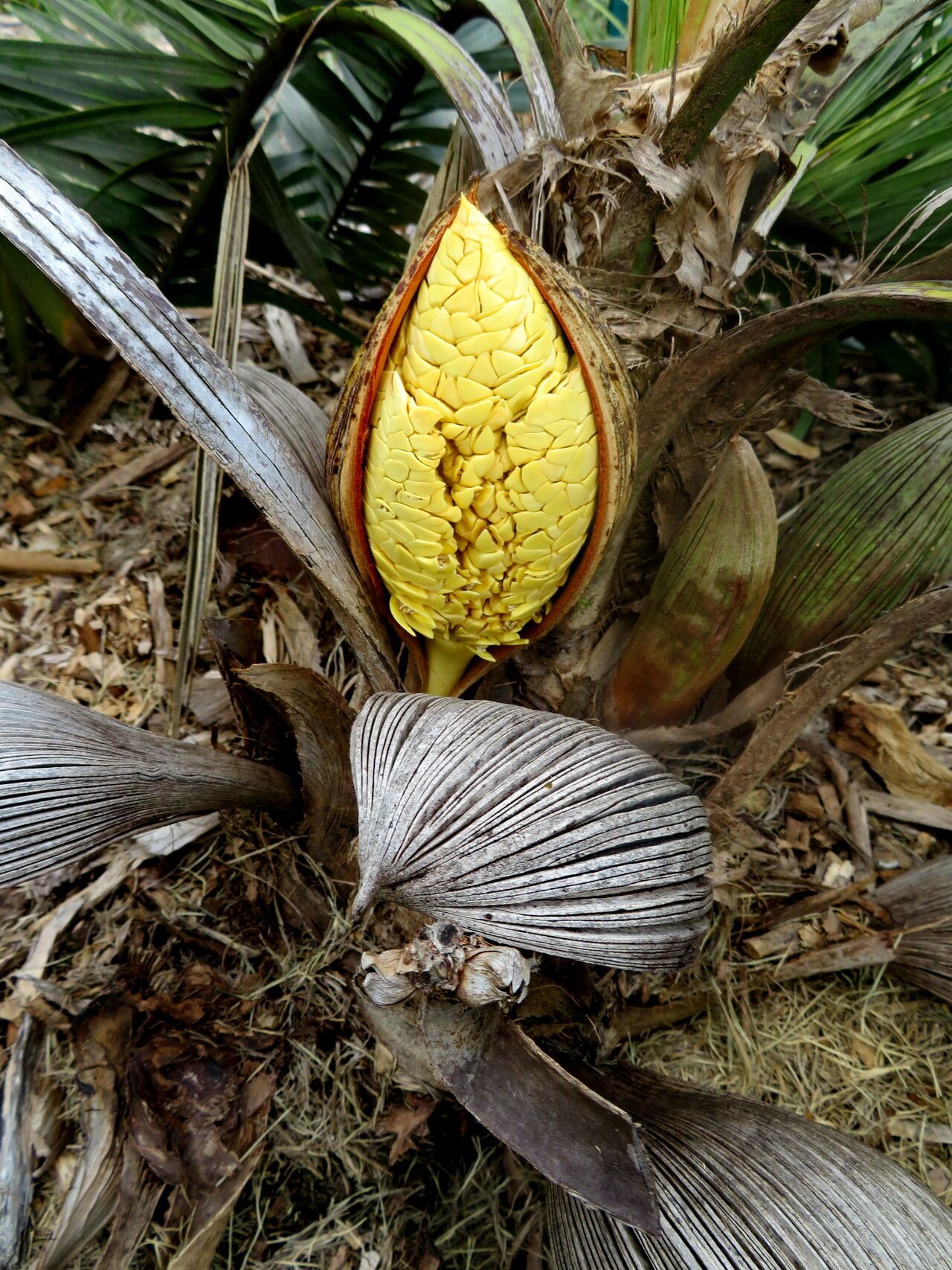 Syagrus caerulescens fruit