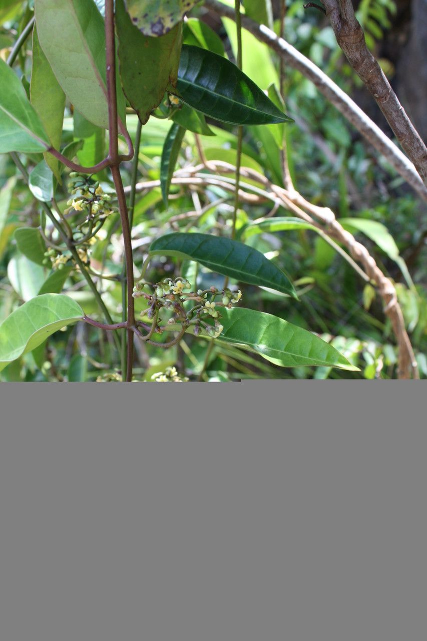 Marsdenia paulforsteri — houseplant care guide