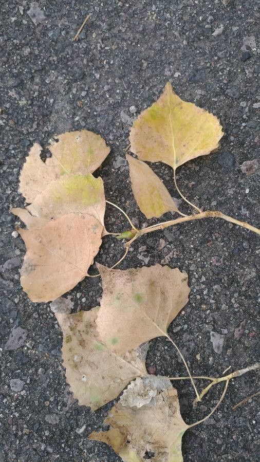 Populus fremontii leaf