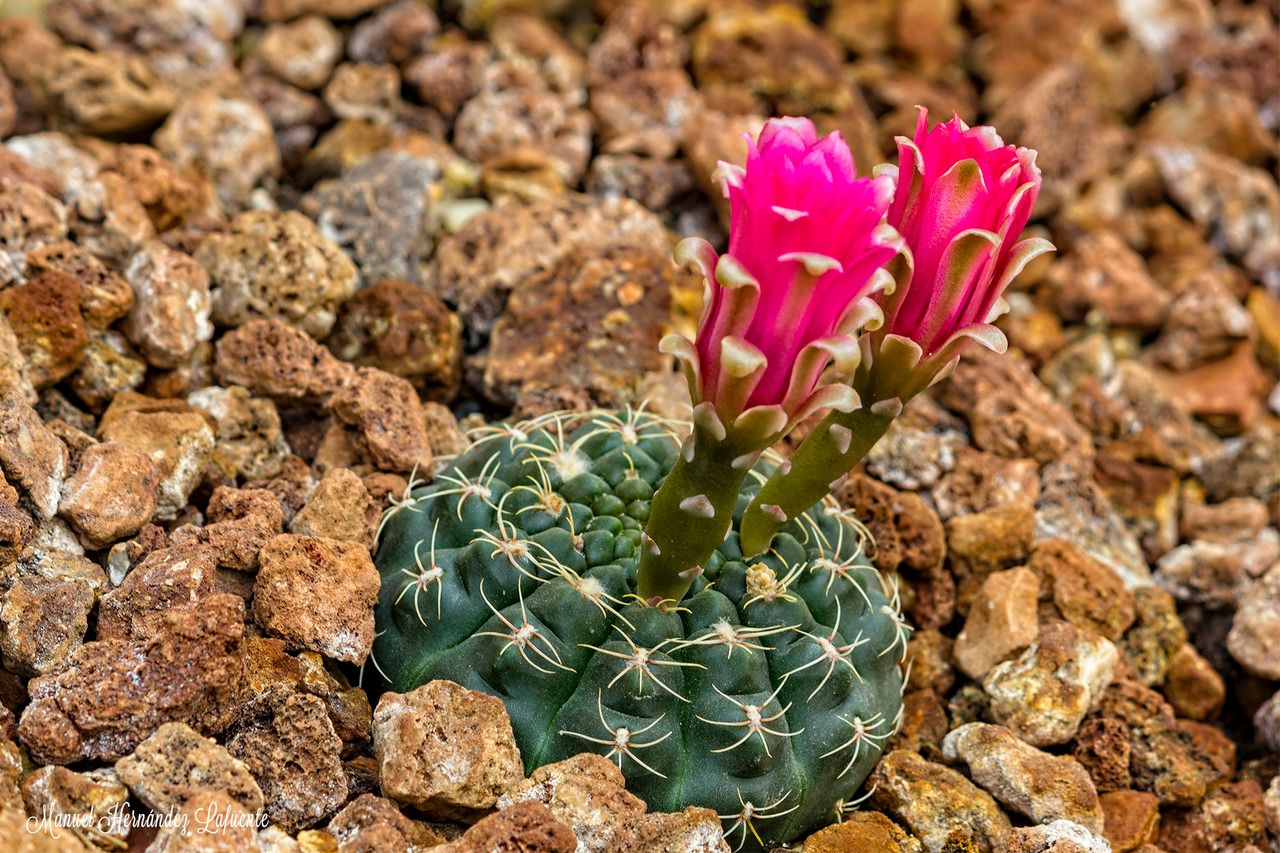 Gymnocalycium denudatum bark