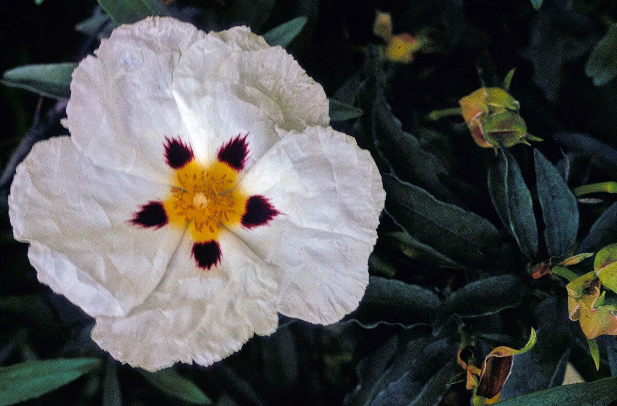 Cistus × cyprius flower