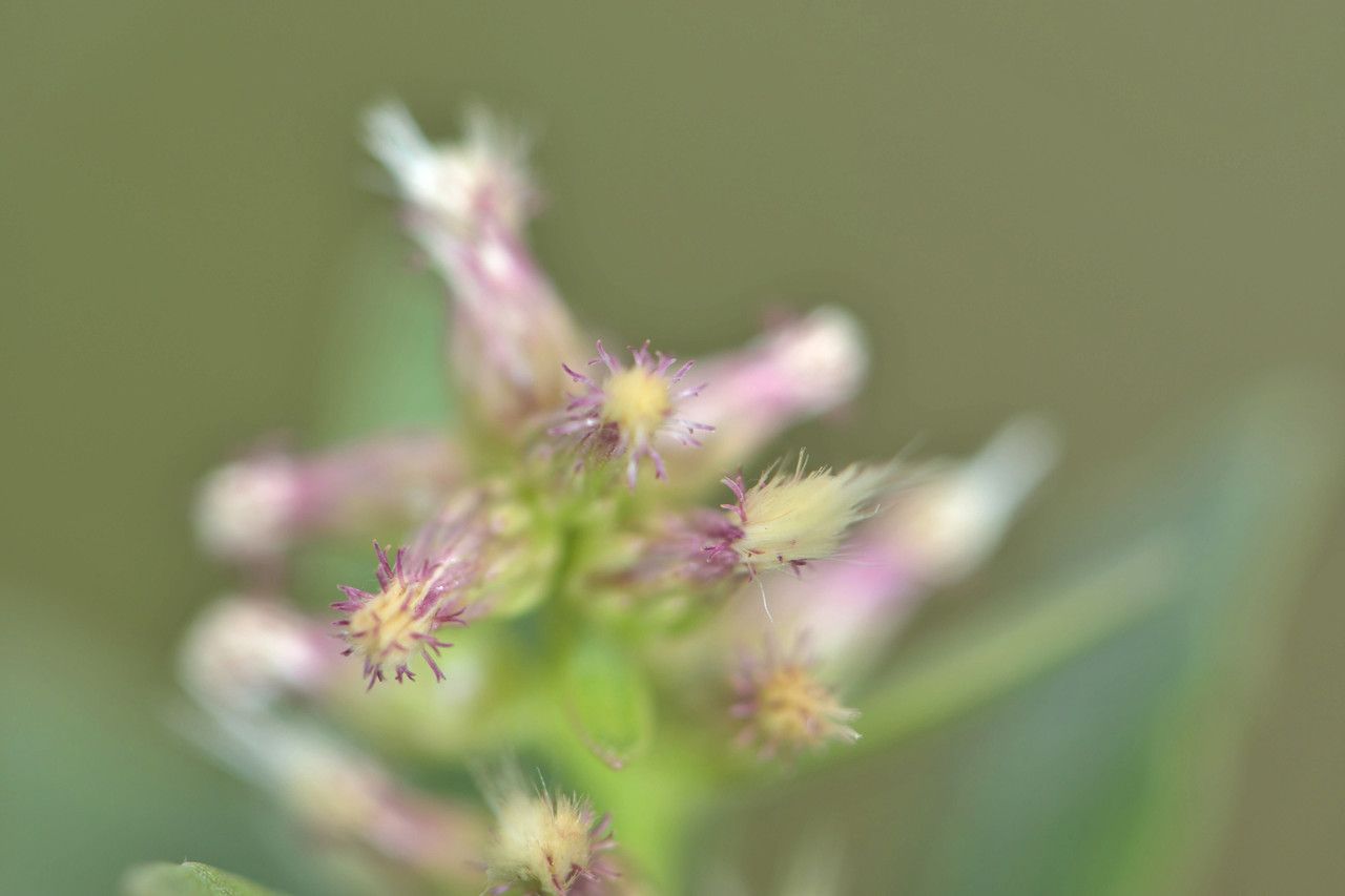 Salicornia obscura flower