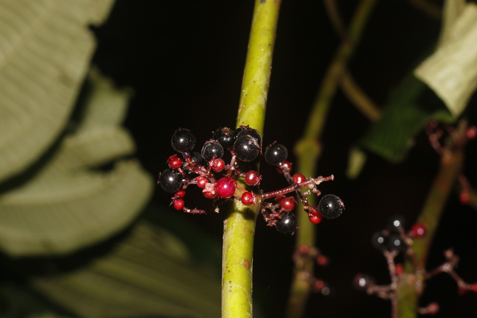 Clidemia discolor fruit