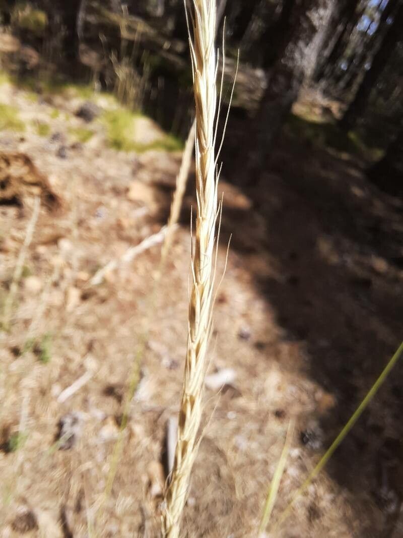 Vulpia ciliata fruit