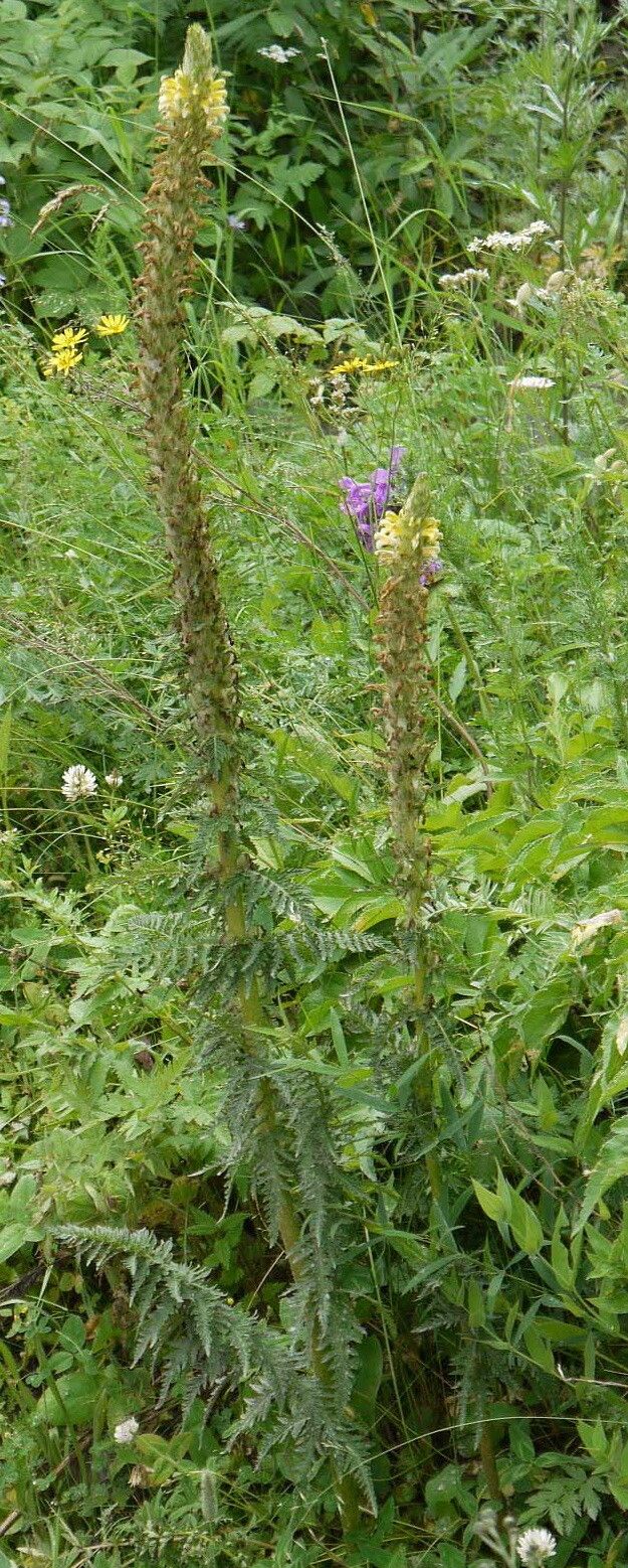 Pedicularis condensata — houseplant care guide