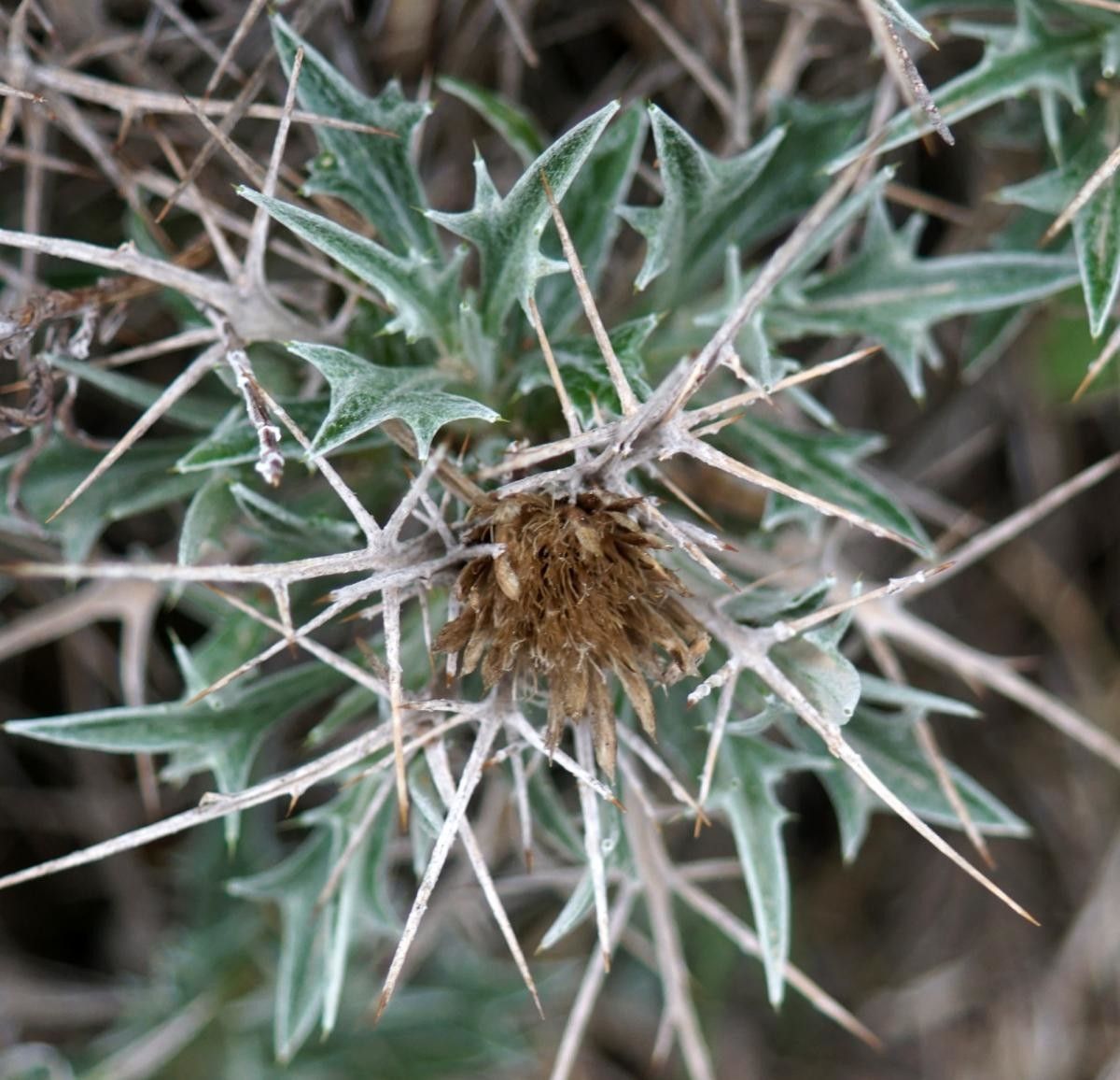Carlina tragacanthifolia fruit