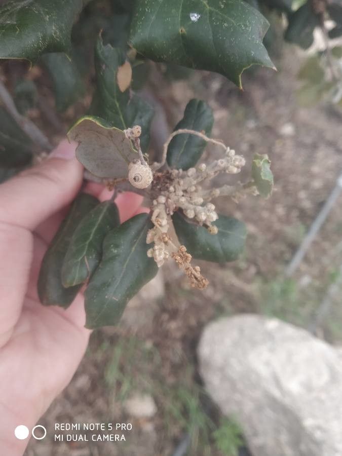 Quercus spinosa fruit