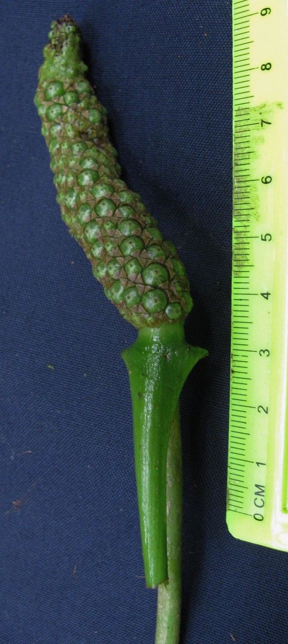 Anthurium acutifolium fruit