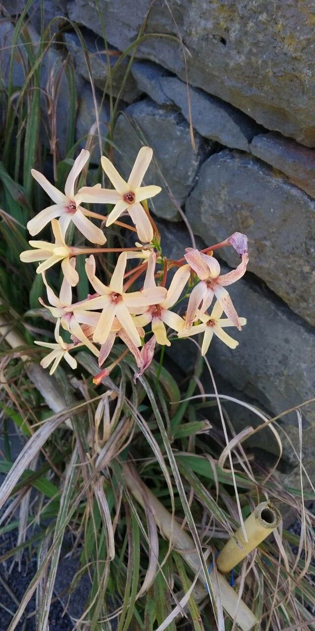 Ixia paniculata — search result for 'Ixia'