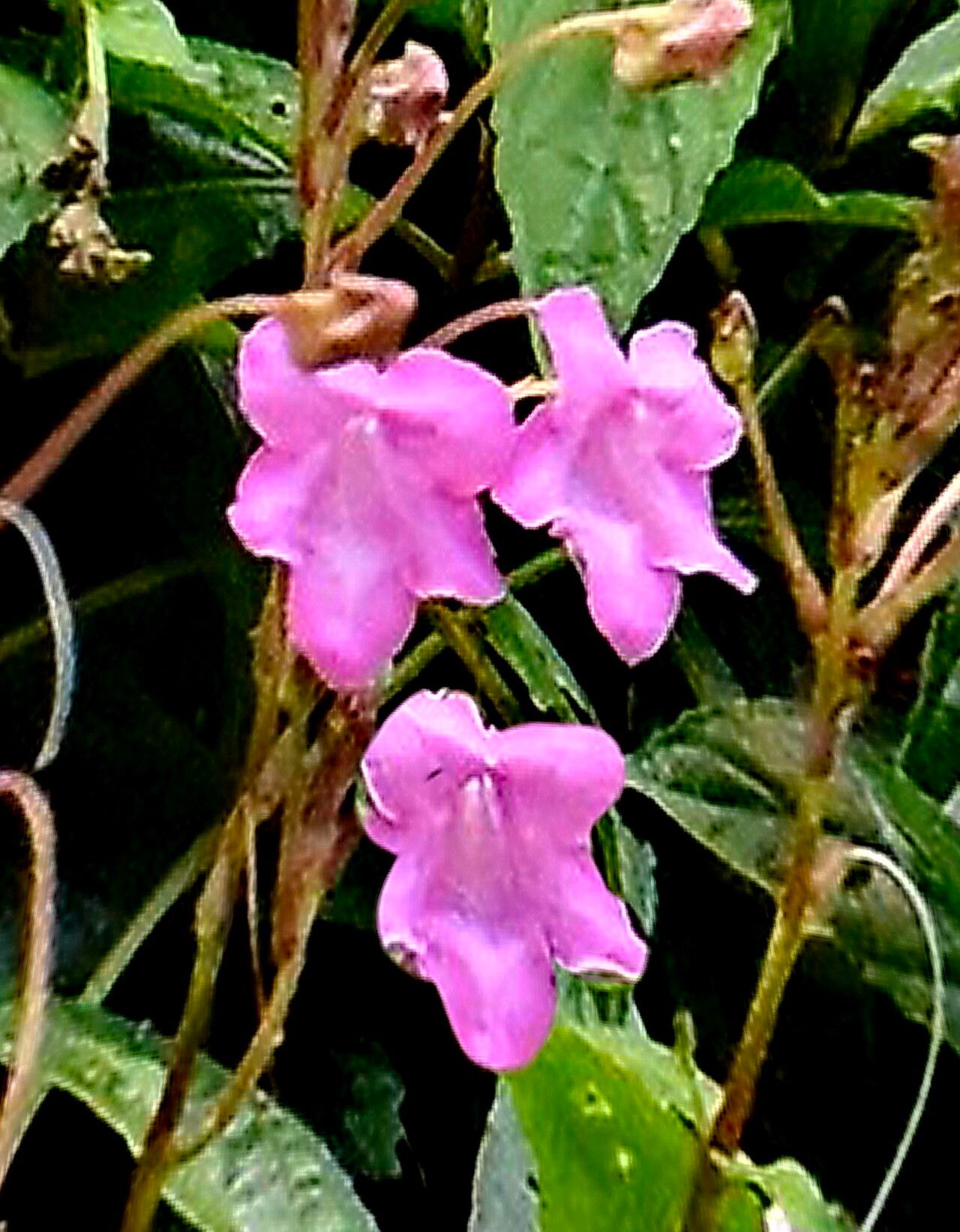 Mackaya neesiana — related species from the same genus