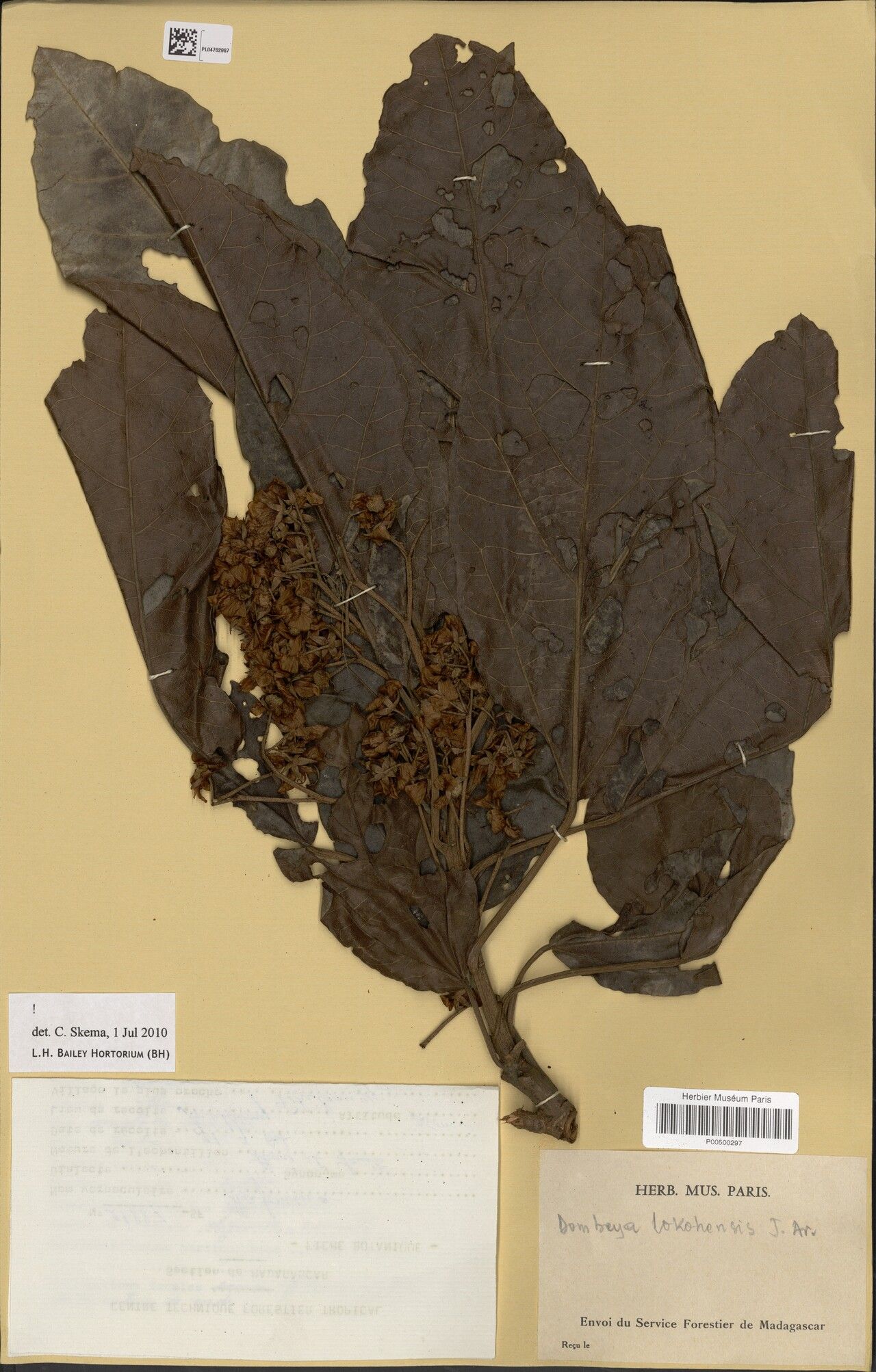 Dombeya lokohensis — houseplant care guide