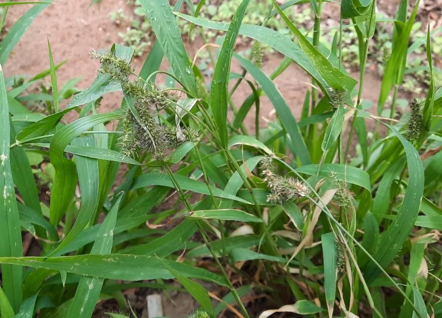 Setaria adhaerens habit
