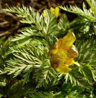Adonis turkestanica flower