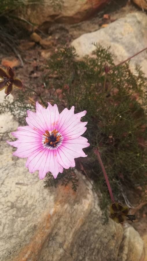 Monsonia speciosa flower