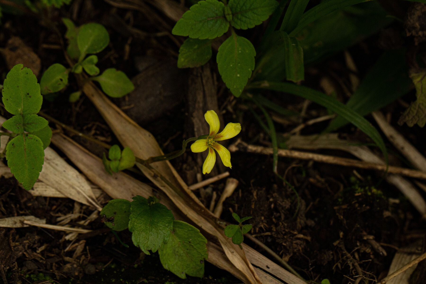 Oxalis procumbens flower