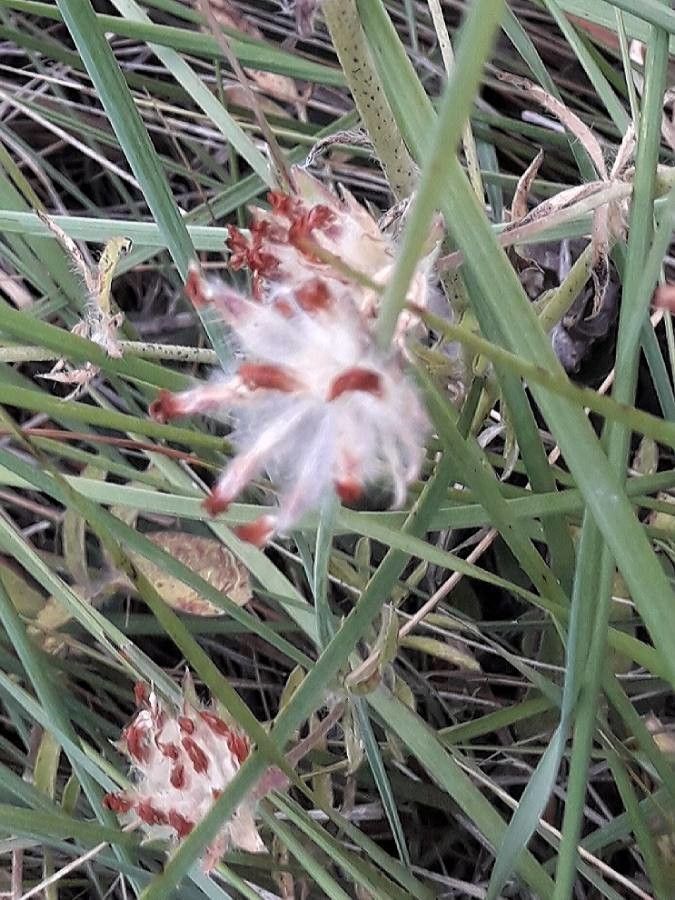 Anthyllis vulneraria fruit