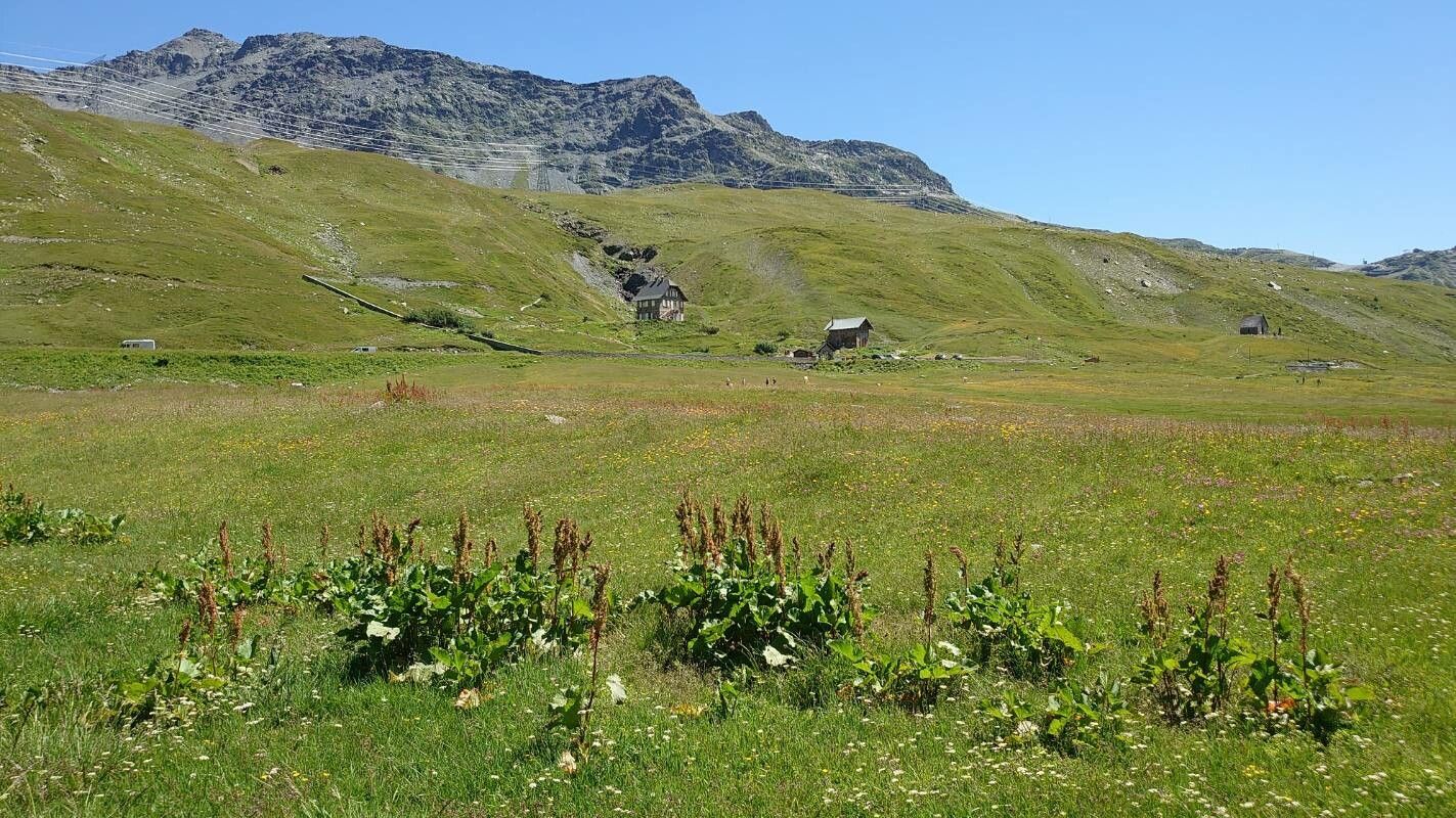 Rumex alpinus flower