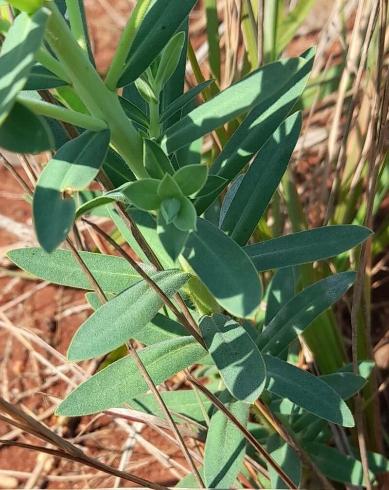 Euphorbia papillosa — houseplant care guide