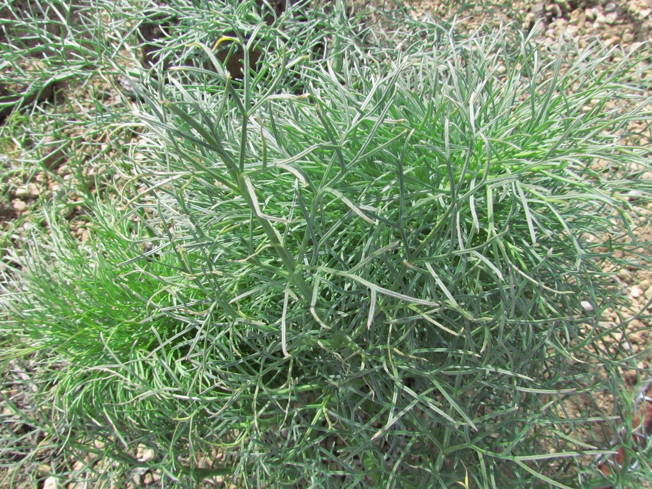 Ferula linkii habit