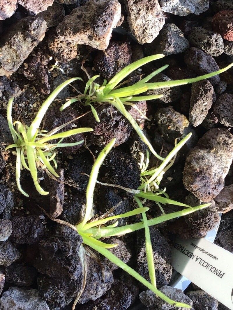 Pinguicula moctezumae — houseplant care guide