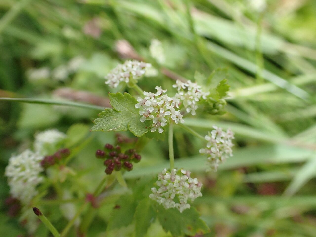 Helosciadium repens flower
