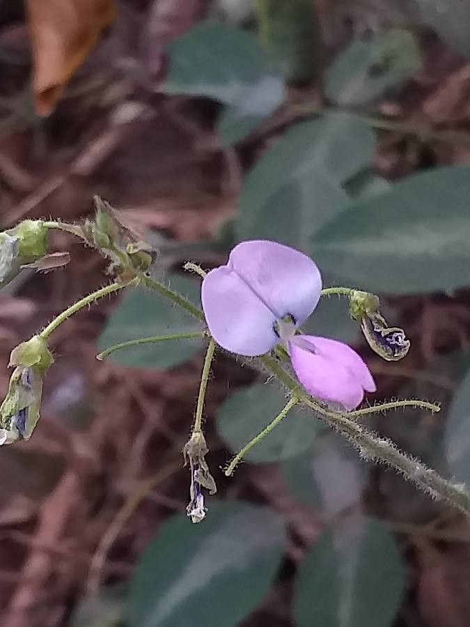Desmodium uncinatum flower