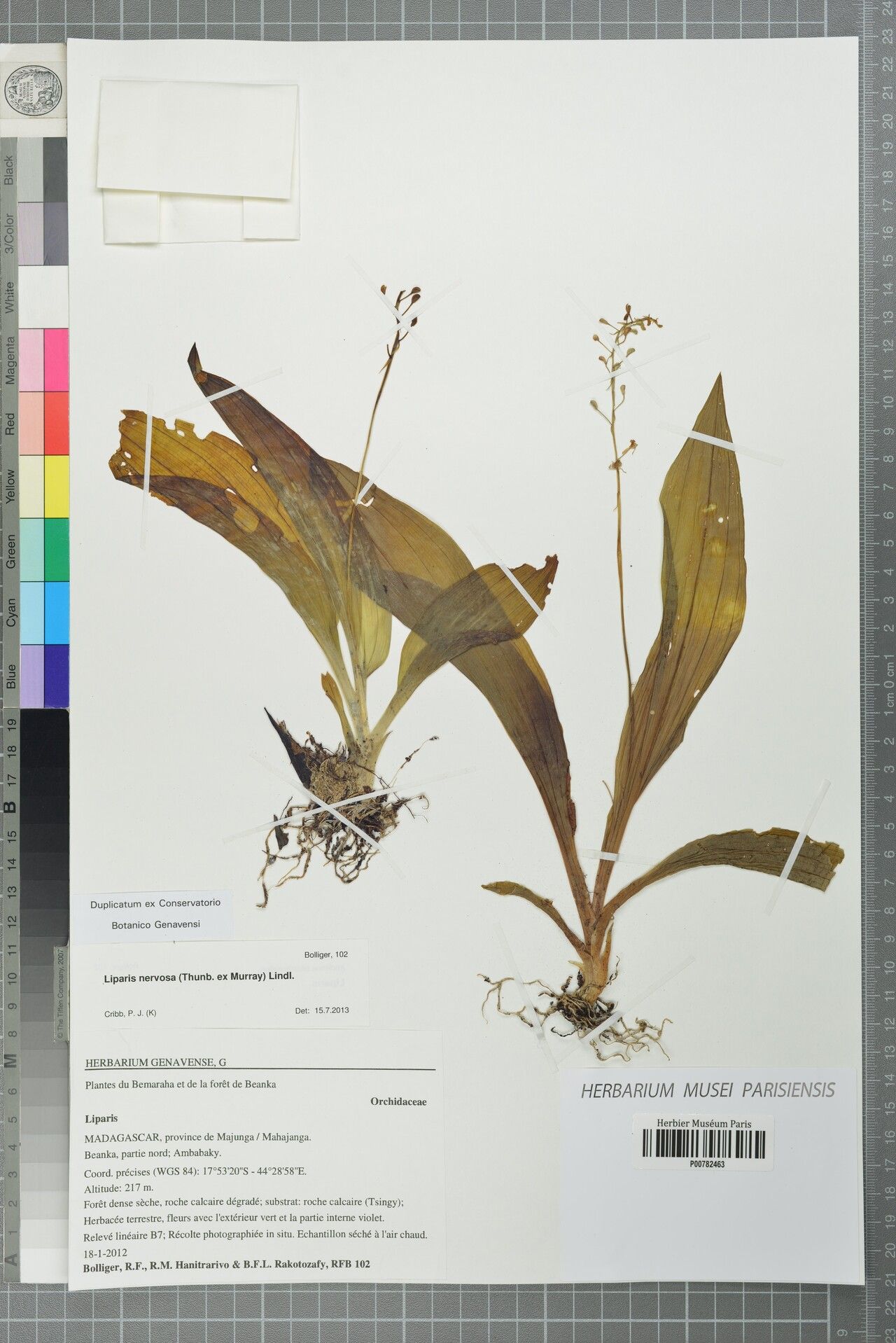 Liparis perrieri — houseplant care guide