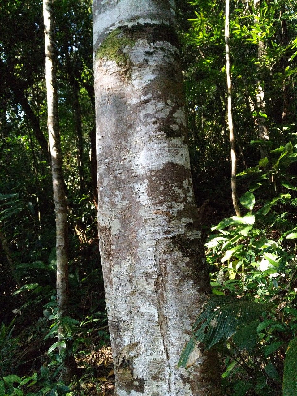 Castanopsis fargesii — related species from the same genus