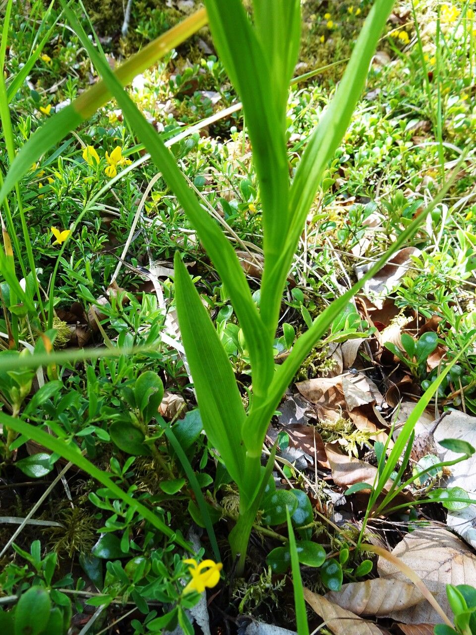 Cephalanthera longifolia — search result for 'Algeria'