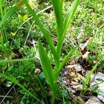 Cephalanthera longifolia