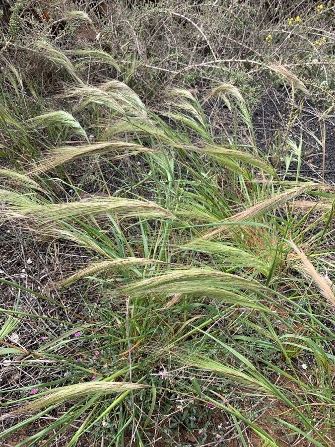 Vulpia fasciculata — related species from the same genus