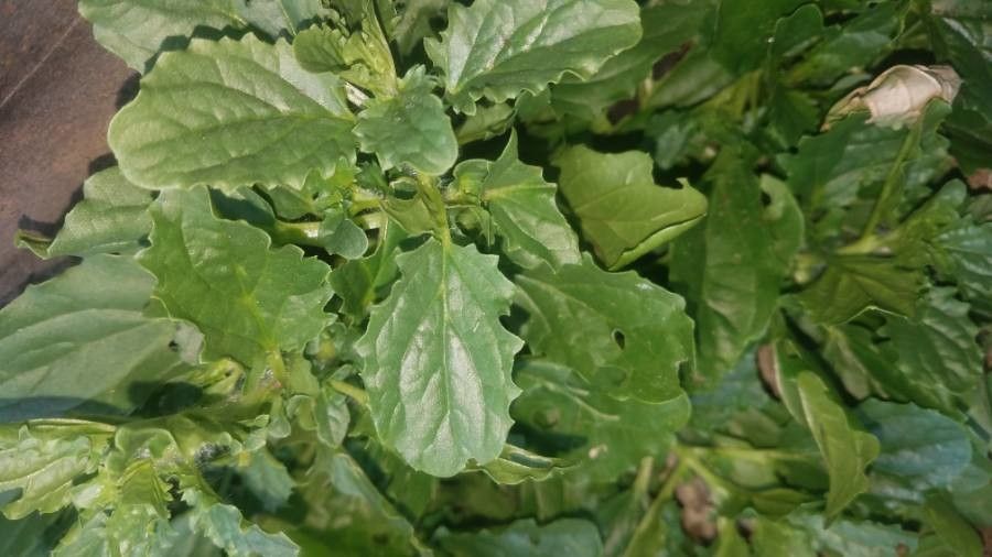 Krigia dandelion — related species from the same genus