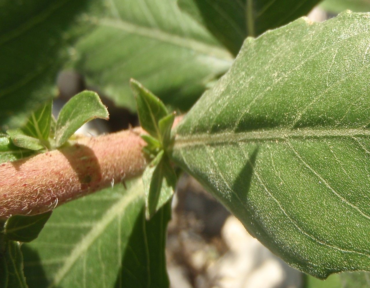 Oenothera stuchii bark
