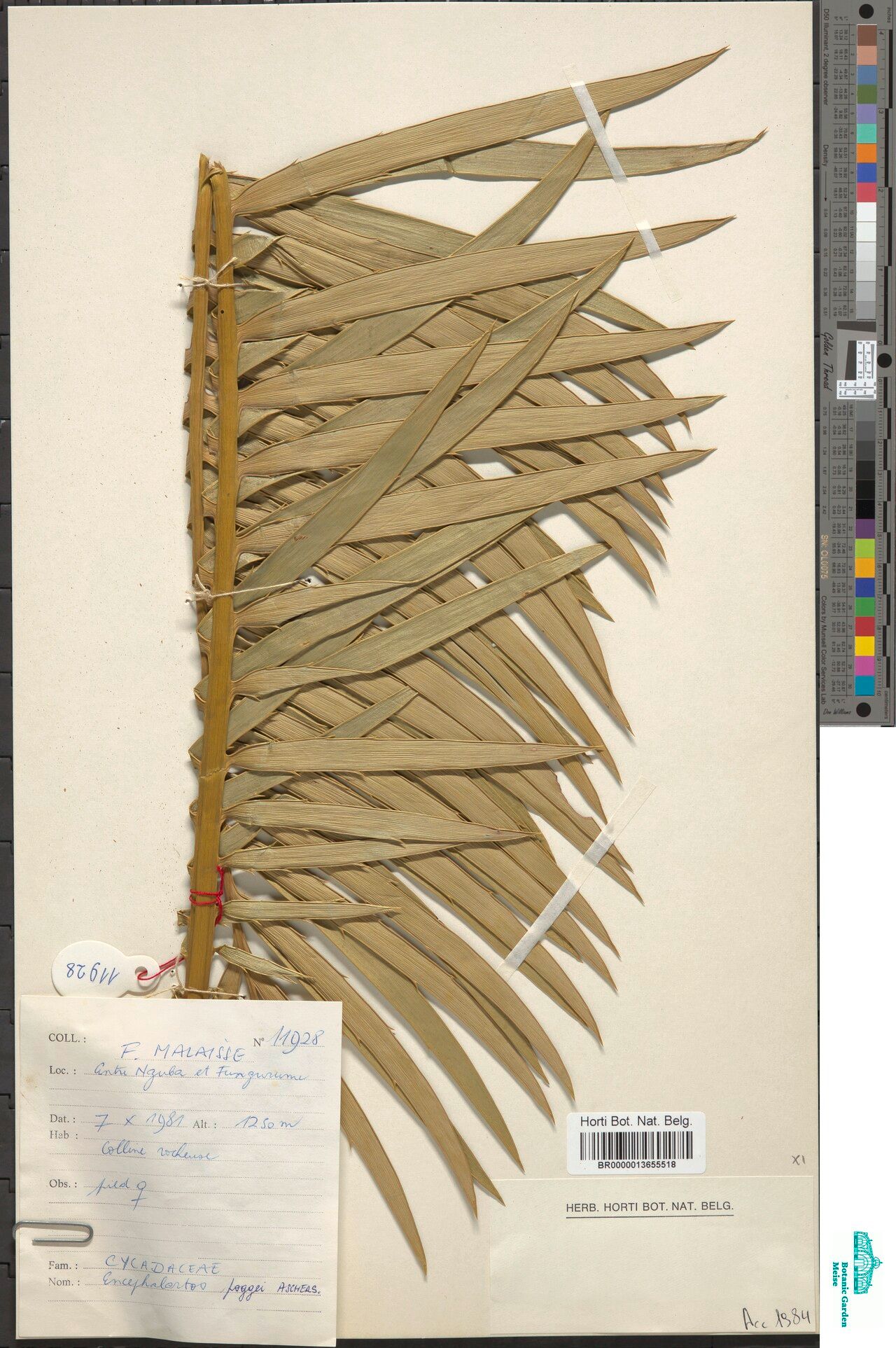 Encephalartos poggei — search result for 'Encephalartos'