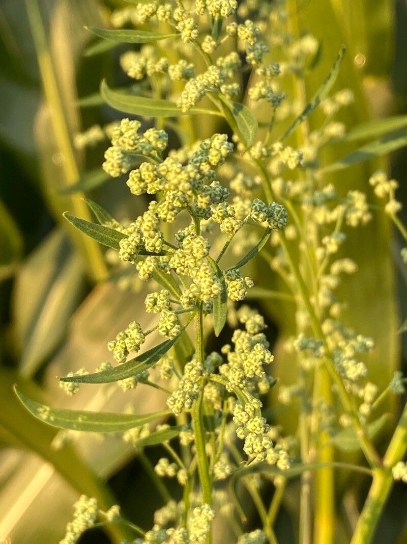 Atriplex oblongifolia flower