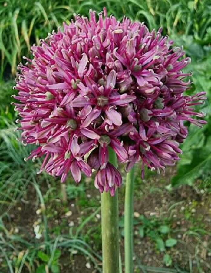 Allium aschersonianum flower