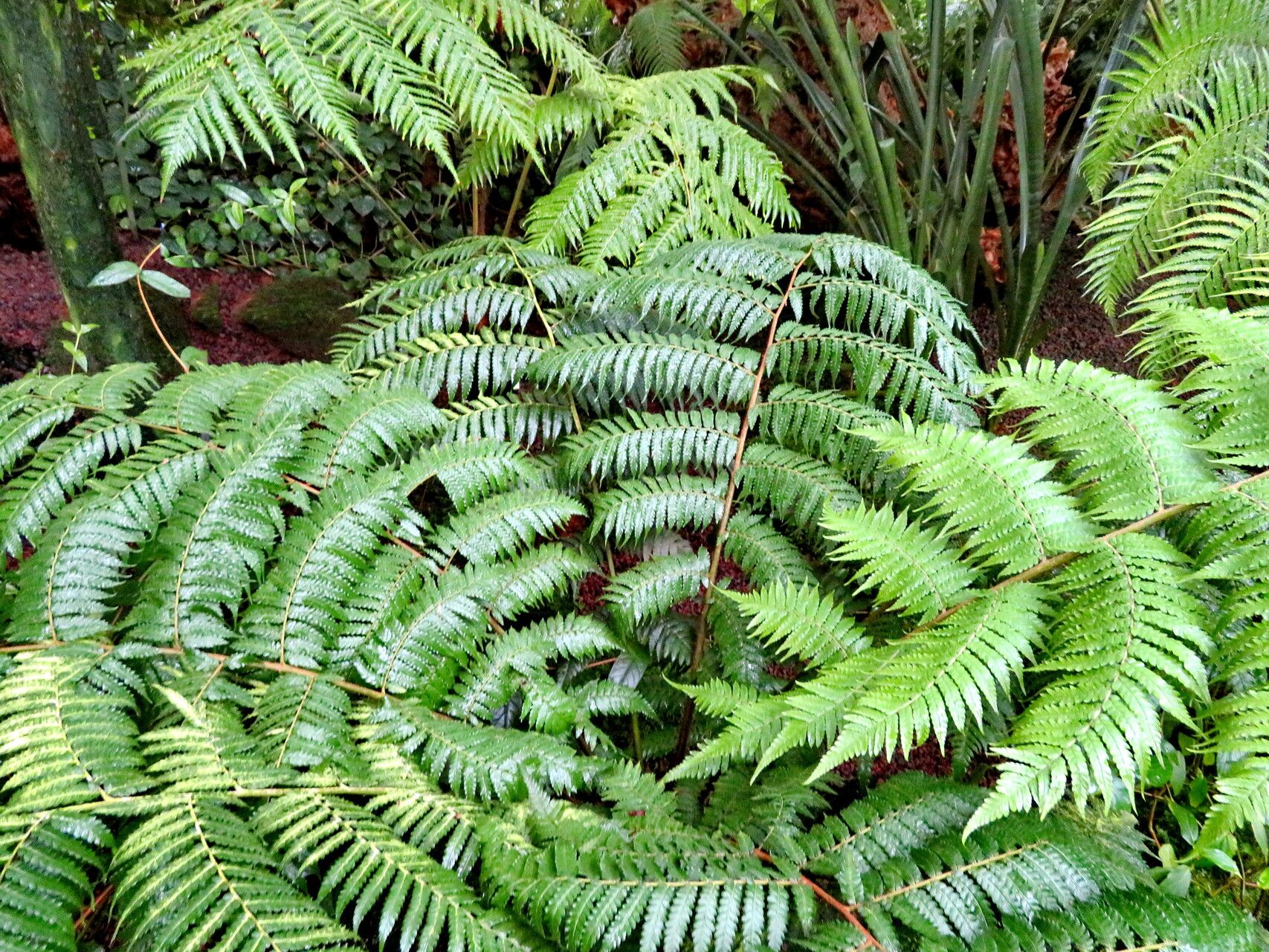Dicksonia youngiae leaf