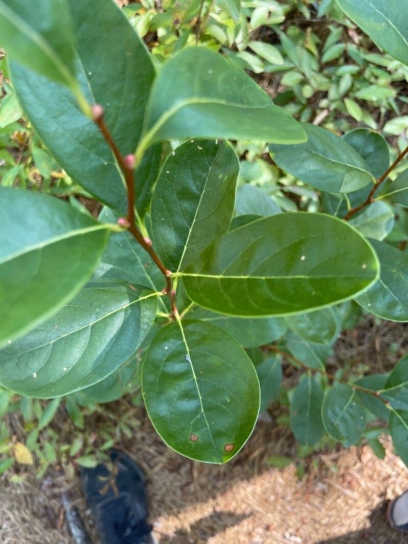 Lyonia mariana — related species from the same genus