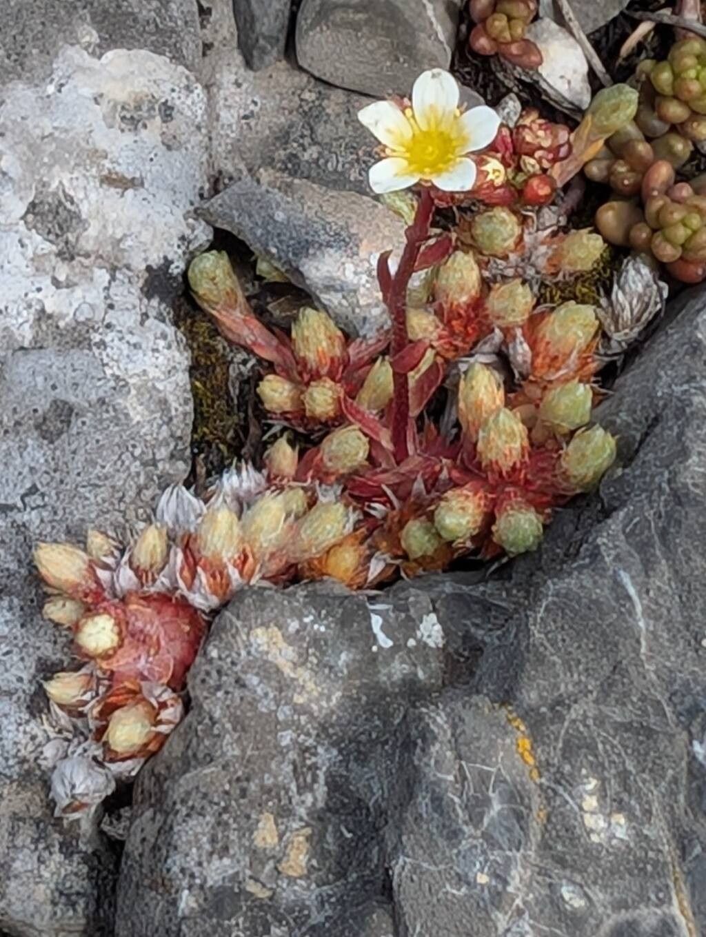 Saxifraga conifera flower