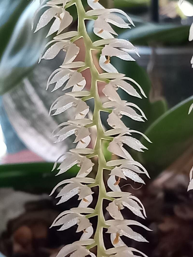 Coelogyne glumacea flower