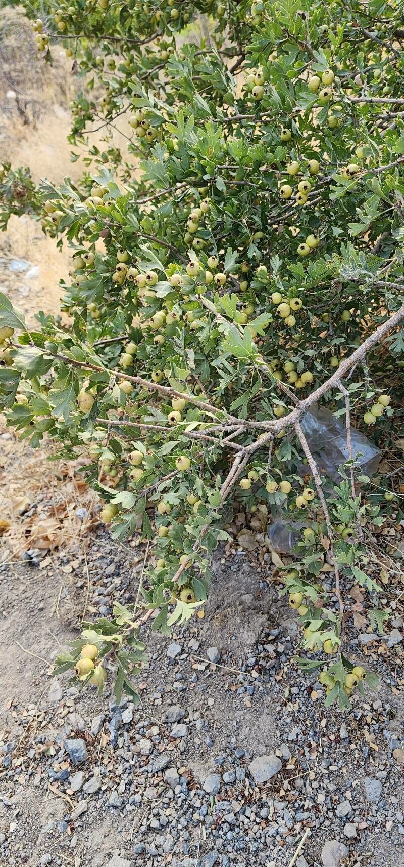 Crataegus pontica habit