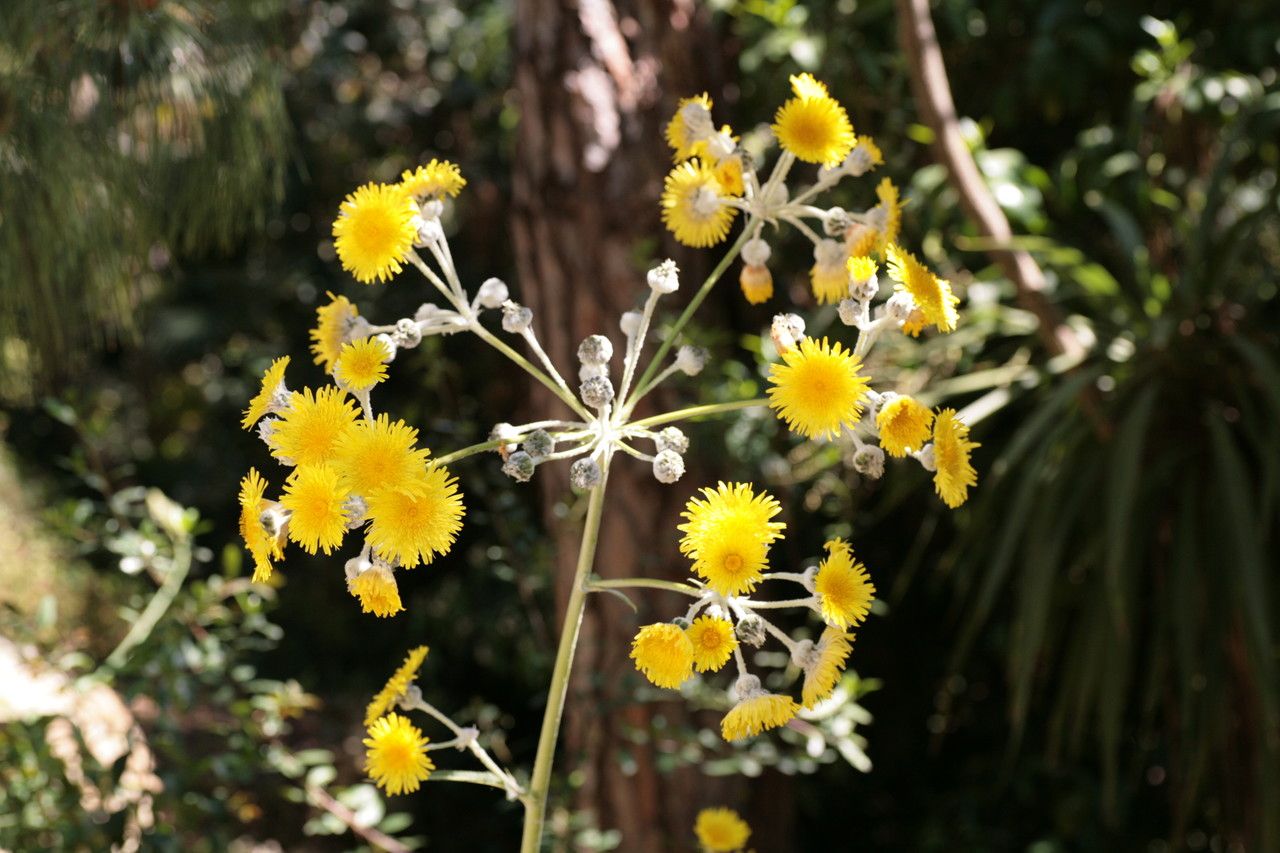 Sonchus acaulis flower