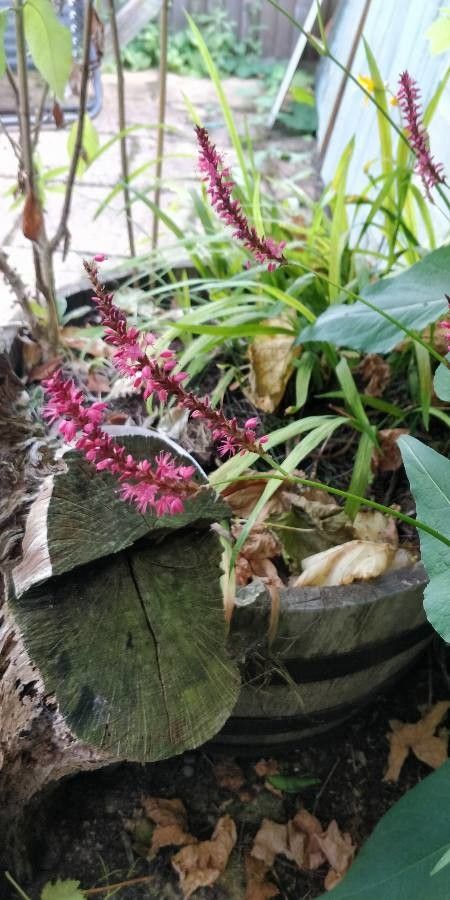 Bistorta amplexicaulis fruit