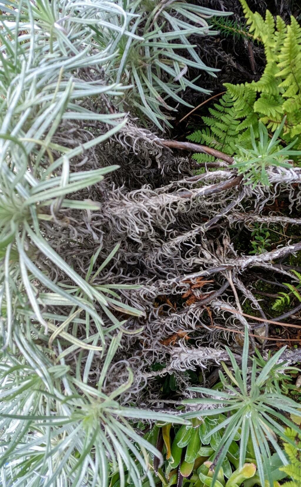 Onosma polyphylla bark