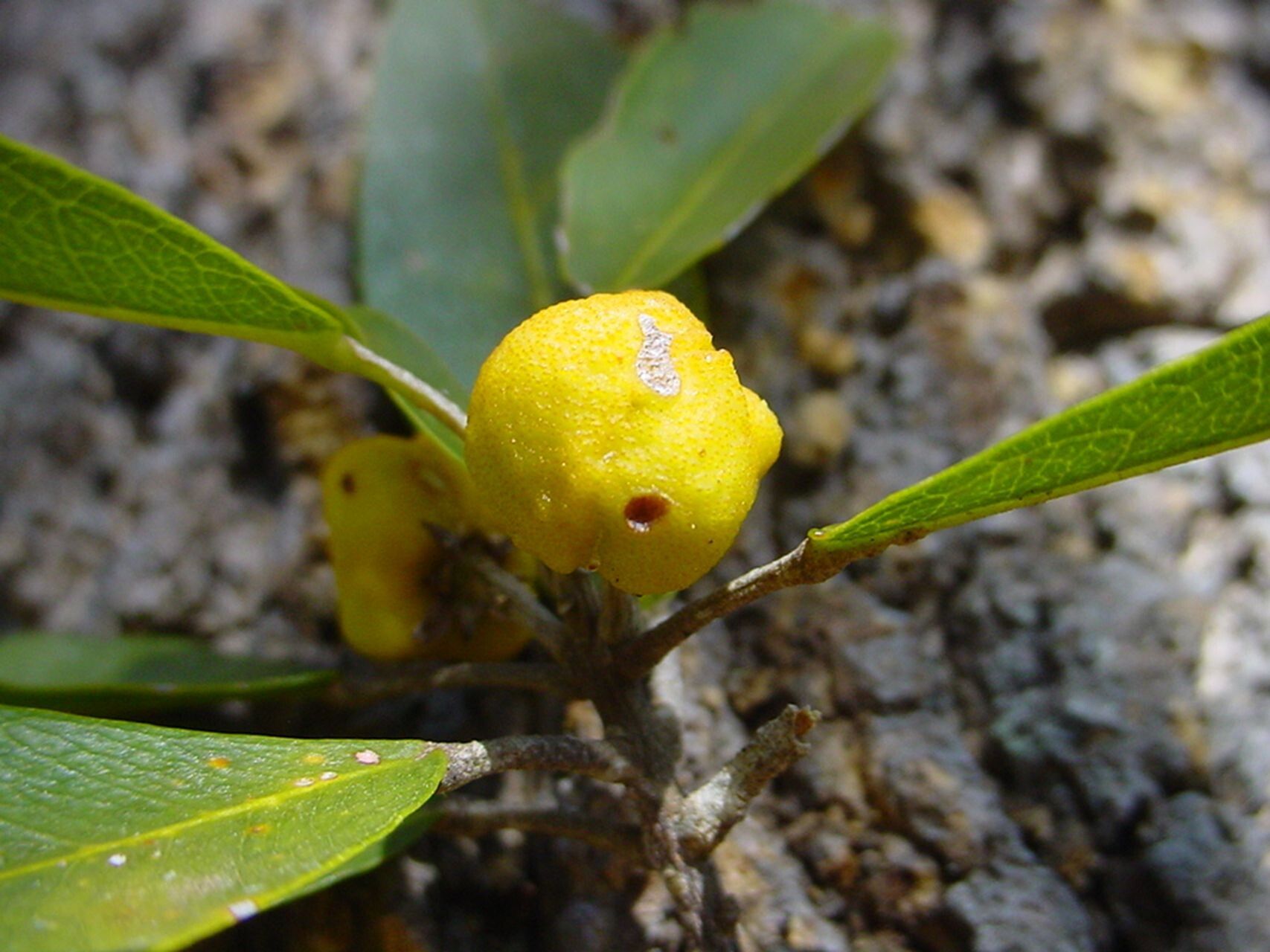 Sarcomelicope leiocarpa — related species from the same genus