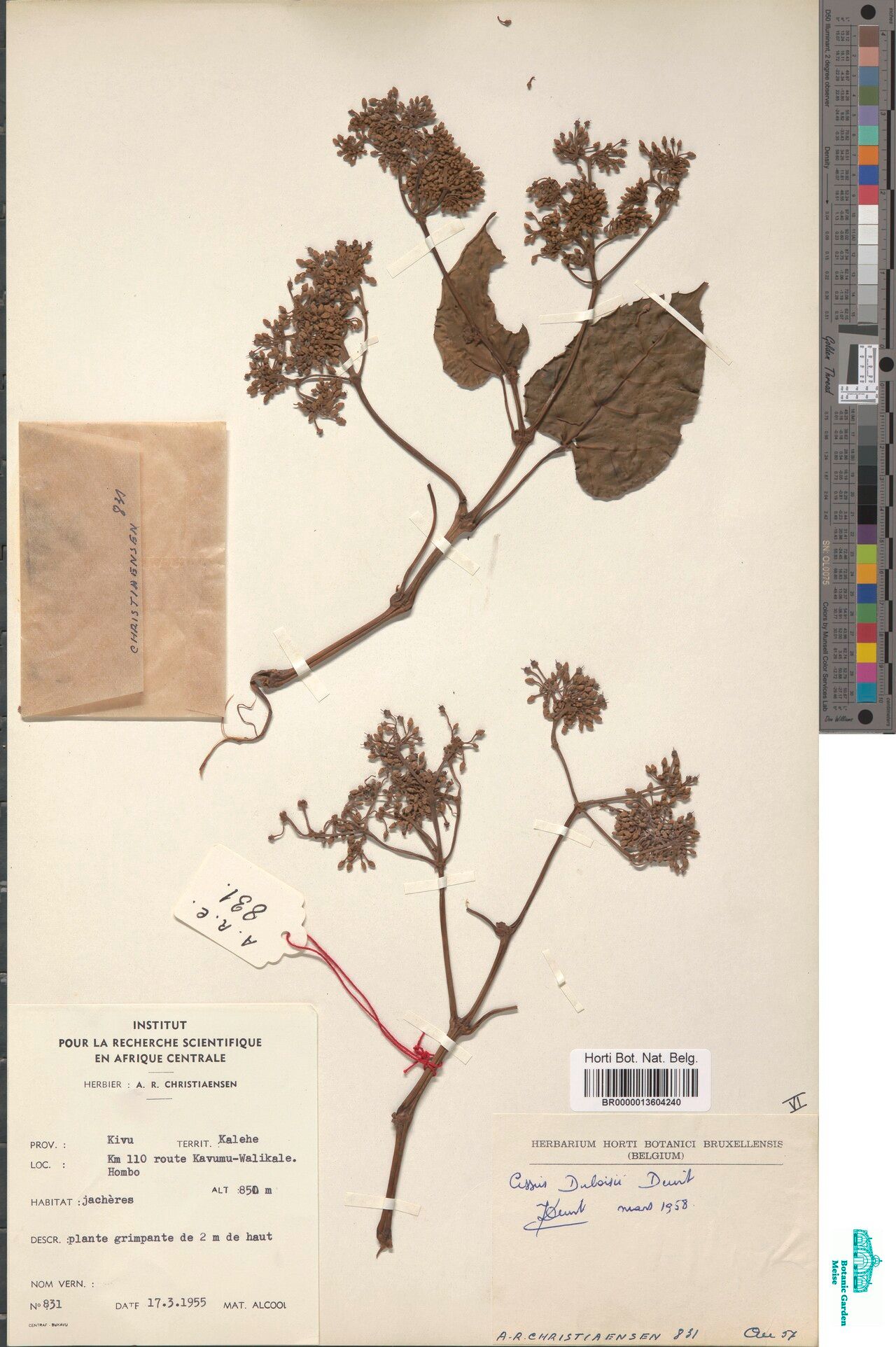 Cissus duboisii — houseplant care guide