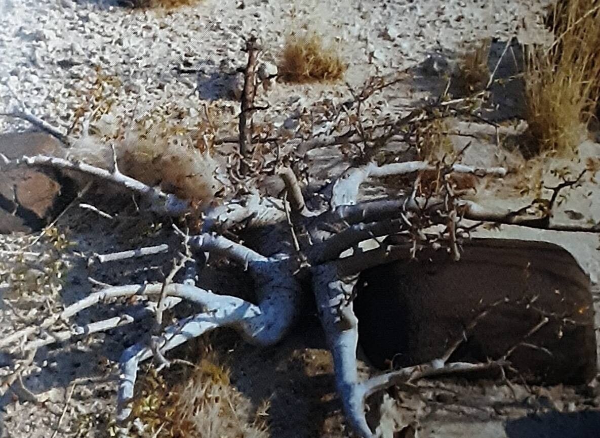 Commiphora dinteri — search result for 'Commiphora'